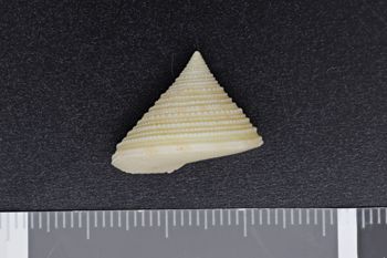Media type: image;   Malacology 224572 Description: top down view of shell;  Aspect: dorsal